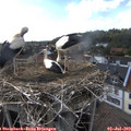 16_45-nest.jpg