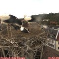 16_50-nest.jpg