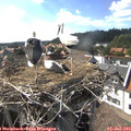 16_55-nest.jpg