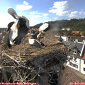 17_00-nest.jpg