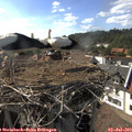 17_05-nest.jpg