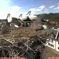 17_10-nest.jpg