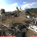 17_15-nest.jpg