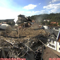 17_20-nest.jpg