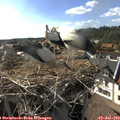 17_25-nest.jpg