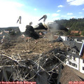 17_30-nest.jpg