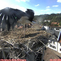 17_35-nest.jpg