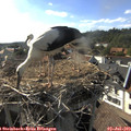 17_40-nest.jpg