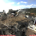 17_45-nest.jpg