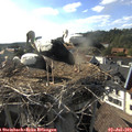17_50-nest.jpg