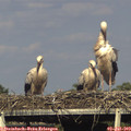 17_55-mast.jpg
