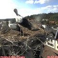 17_55-nest.jpg