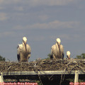 18_00-mast.jpg