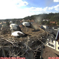 18_00-nest.jpg