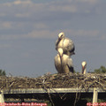 18_05-mast.jpg