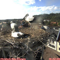 18_05-nest.jpg