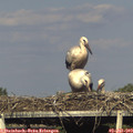 18_10-mast.jpg