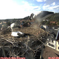 18_10-nest.jpg