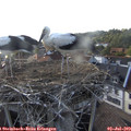 18_15-nest.jpg