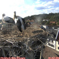 18_25-nest.jpg