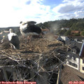 18_30-nest.jpg