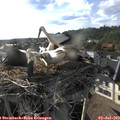 18_35-nest.jpg