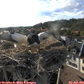 18_40-nest.jpg