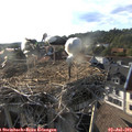 18_45-nest.jpg