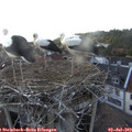 18_50-nest.jpg