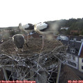 18_55-nest.jpg