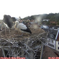 19_00-nest.jpg