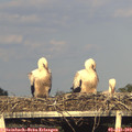19_10-mast.jpg