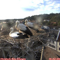 19_10-nest.jpg