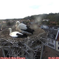 19_15-nest.jpg