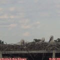 19_20-mast.jpg