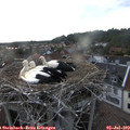 19_20-nest.jpg