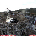 19_25-nest.jpg