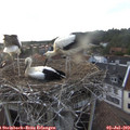 19_30-nest.jpg