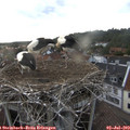 19_35-nest.jpg