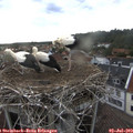 19_40-nest.jpg
