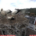 19_45-nest.jpg
