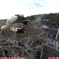 19_50-nest.jpg