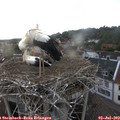 19_55-nest.jpg