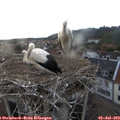 20_00-nest.jpg