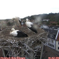 20_05-nest.jpg