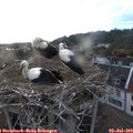 20_10-nest.jpg
