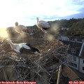 20_15-nest.jpg