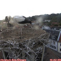 20_20-nest.jpg