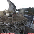 20_25-nest.jpg