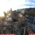20_30-nest.jpg